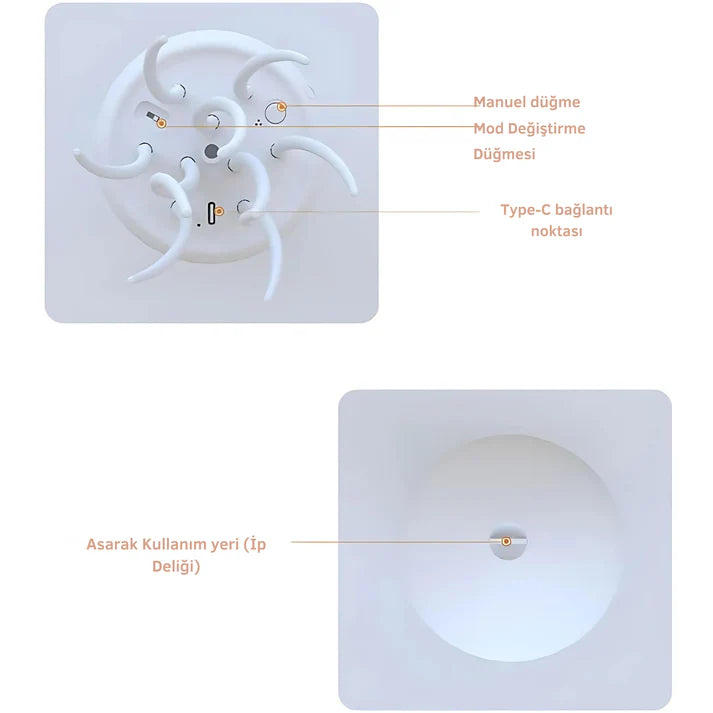 Aurelia™ Denizanası
